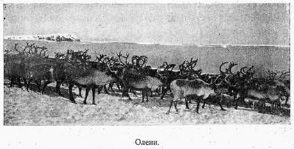 Г. Красинский - На Советском корабле в Ледовитом океане