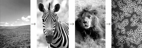 Николай Курчанов - Антропология и концепции биологии