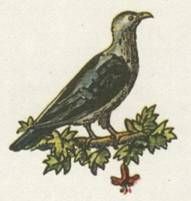 Николай Чуковский - Капитан Крузенштерн