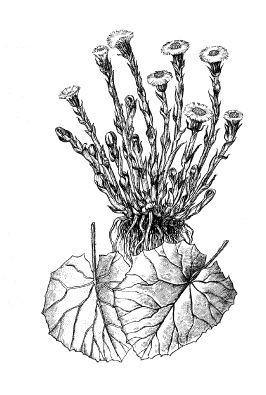 Екатерина Константинова - Лечение болезней и дефектов кожи. И жировик исчез, и...