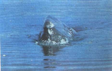 Жак-Ив Кусто, Филипп Диоле - Могучий властелин морей