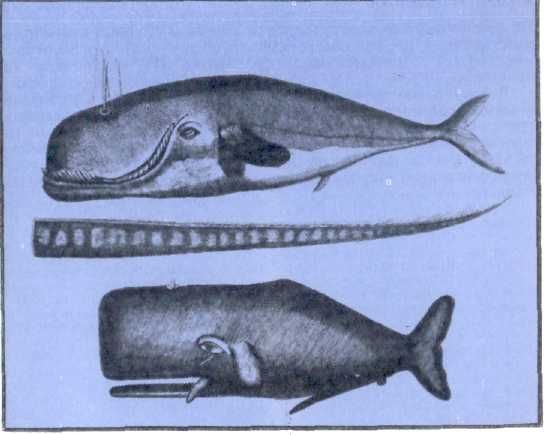 Жак-Ив Кусто, Филипп Диоле - Могучий властелин морей