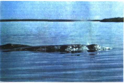 Жак-Ив Кусто, Филипп Диоле - Могучий властелин морей