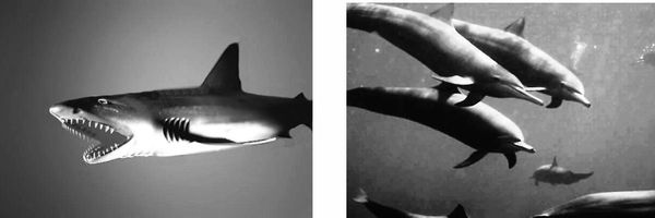 Николай Курчанов - Антропология и концепции биологии