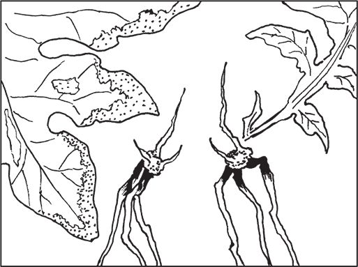 Сергей Кашин - Умное цветоводство круглый год на даче и дома