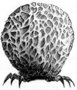 коллектив авторов - WH40K Флафф Библия Ксеносов