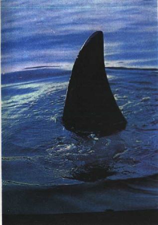 Жак-Ив Кусто, Филипп Диоле - Могучий властелин морей