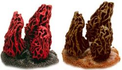 WH40K Флафф Библия Ксеносов