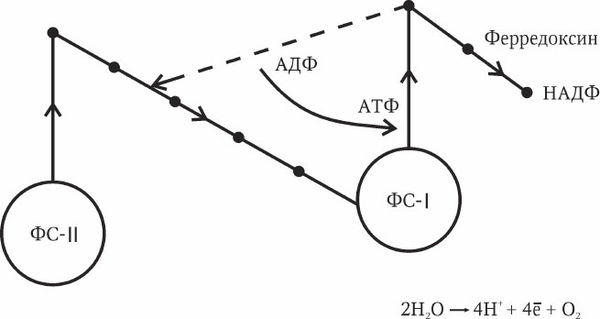 Николай Курчанов - Антропология и концепции биологии