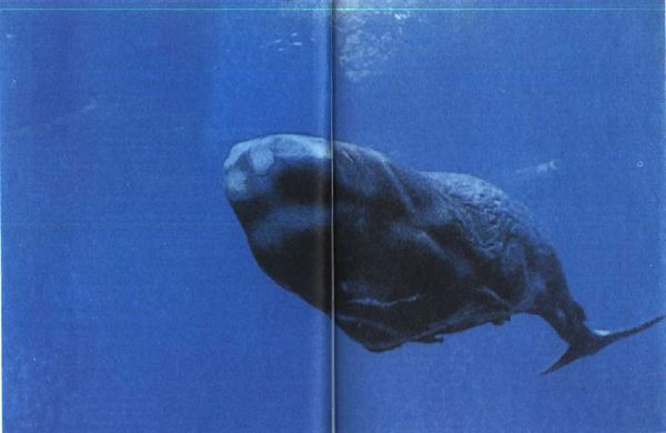 Жак-Ив Кусто, Филипп Диоле - Могучий властелин морей