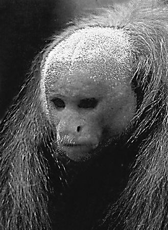 Николай Курчанов - Антропология и концепции биологии