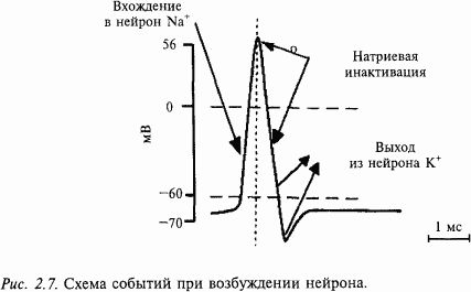 Валерий Шульговский - Основы нейрофизиологии