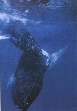 Жак-Ив Кусто, Филипп Диоле - Могучий властелин морей