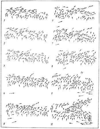 Леонид Баскин - Этология стадных животных