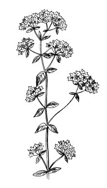 Екатерина Константинова - Лечение болезней и дефектов кожи. И жировик исчез, и...