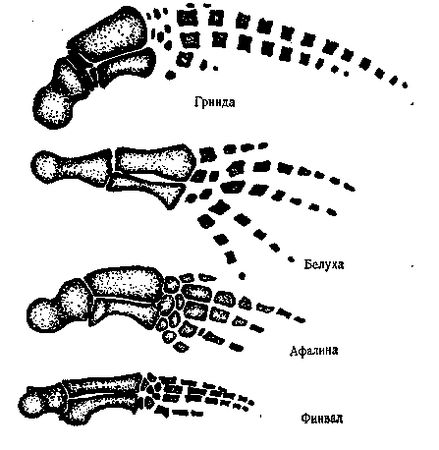 Жак-Ив Кусто, Филипп Диоле - Могучий властелин морей