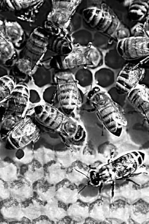 Николай Курчанов - Антропология и концепции биологии