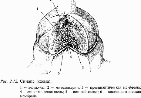 Валерий Шульговский - Основы нейрофизиологии