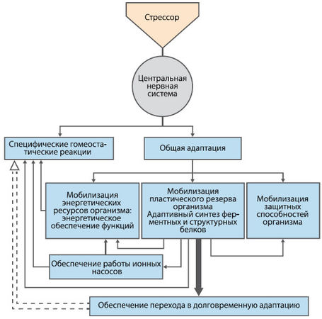 Вячеслав Шляхтов, Руслан Городничев - Физиология силы