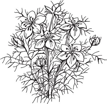 Сергей Кашин - Умное цветоводство круглый год на даче и дома