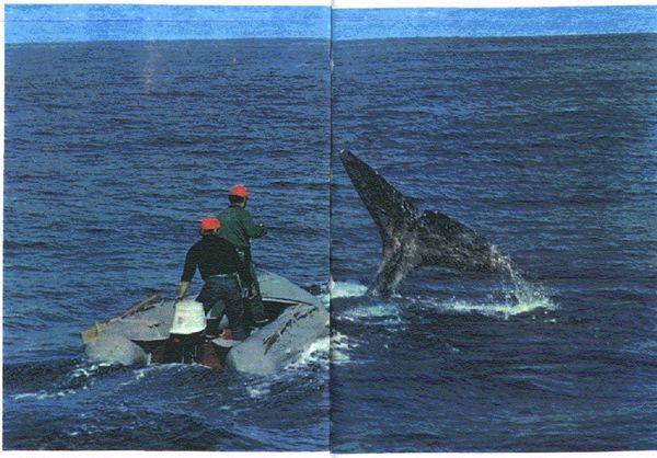 Жак-Ив Кусто, Филипп Диоле - Могучий властелин морей