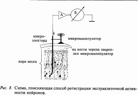 Валерий Шульговский - Основы нейрофизиологии