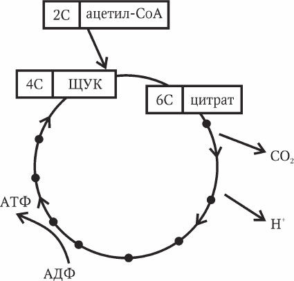 Николай Курчанов - Антропология и концепции биологии
