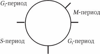 Николай Курчанов - Антропология и концепции биологии
