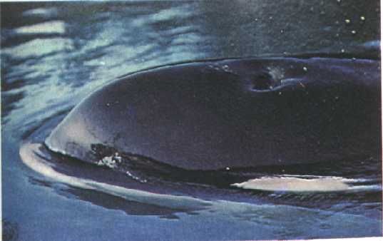 Жак-Ив Кусто, Филипп Диоле - Могучий властелин морей