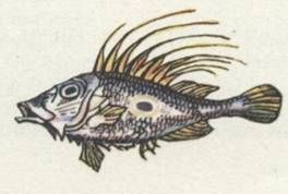 Николай Чуковский - Капитан Крузенштерн