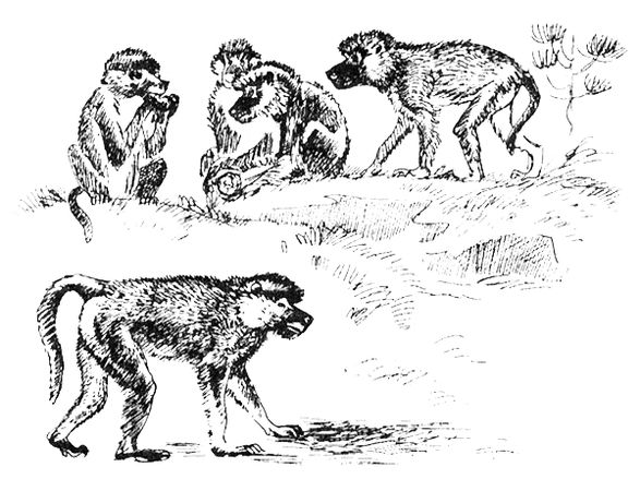 Джордж Майкл - Семья Майклов в Африке