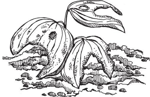 Сергей Кашин - Умное цветоводство круглый год на даче и дома