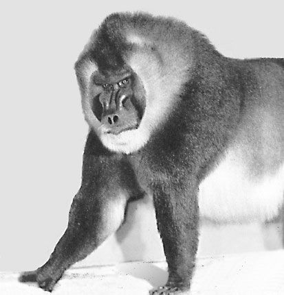 Николай Курчанов - Антропология и концепции биологии