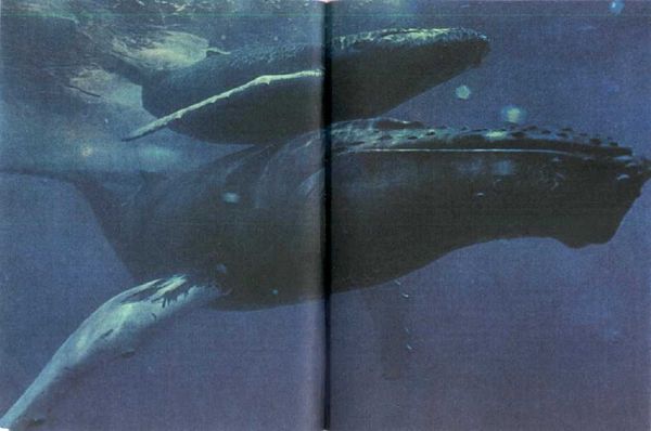 Жак-Ив Кусто, Филипп Диоле - Могучий властелин морей