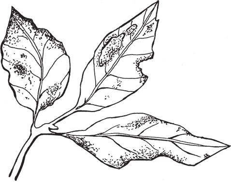 Сергей Кашин - Умное цветоводство круглый год на даче и дома