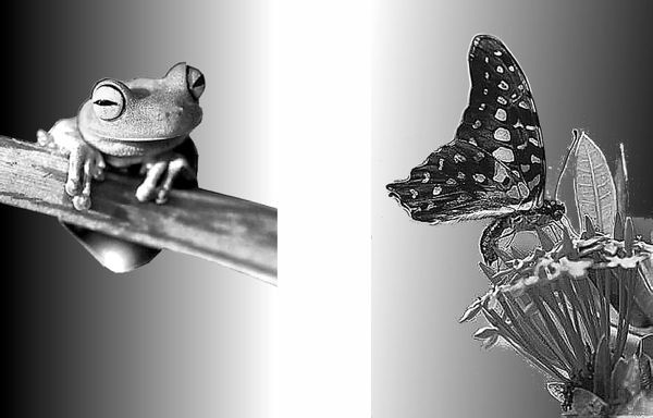 Николай Курчанов - Антропология и концепции биологии