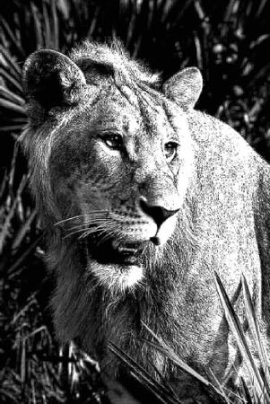 Николай Курчанов - Антропология и концепции биологии