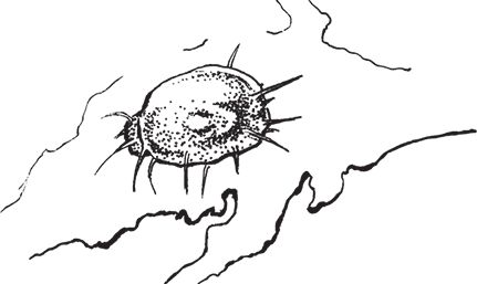 Сергей Кашин - Умное цветоводство круглый год на даче и дома