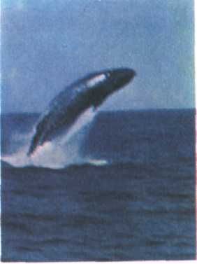 Жак-Ив Кусто, Филипп Диоле - Могучий властелин морей