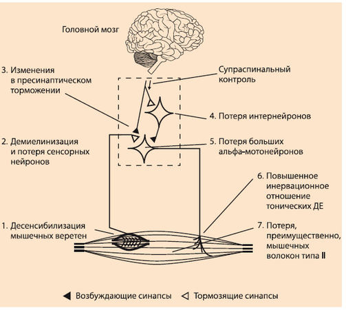 Вячеслав Шляхтов, Руслан Городничев - Физиология силы