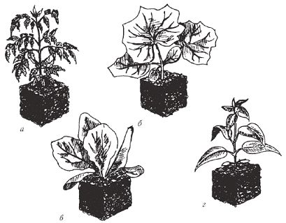 Светлана Чебаева - Богатый урожай овощей на вашем участке. В помощь любимым...