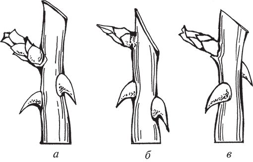Сергей Кашин - Умное цветоводство круглый год на даче и дома