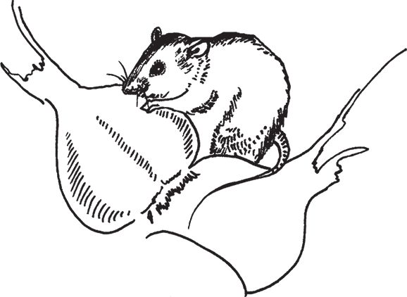 Сергей Кашин - Умное цветоводство круглый год на даче и дома