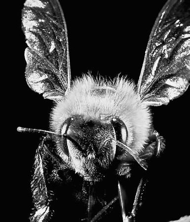 Николай Курчанов - Антропология и концепции биологии