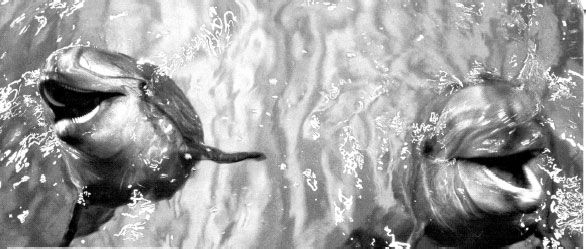 Николай Курчанов - Антропология и концепции биологии