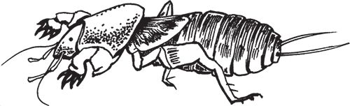 Сергей Кашин - Умное цветоводство круглый год на даче и дома