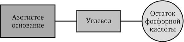 Антропология и концепции биологии