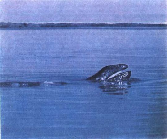 Жак-Ив Кусто, Филипп Диоле - Могучий властелин морей