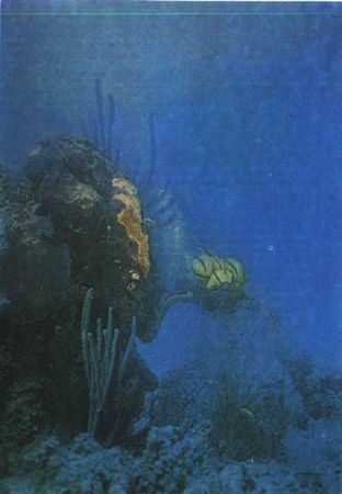 Жак-Ив Кусто, Филипп Диоле - Могучий властелин морей