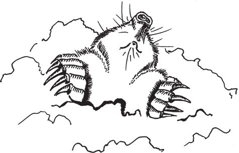 Сергей Кашин - Умное цветоводство круглый год на даче и дома